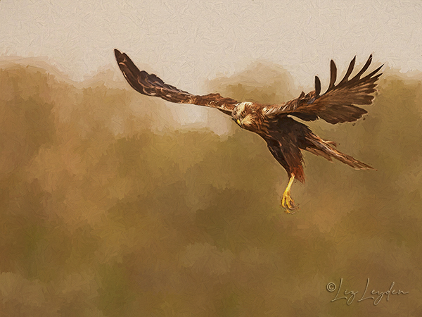 Marsh Harrier landing