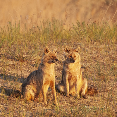 Two well-grown Golden Jackal cubs