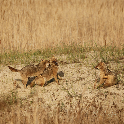 Golden Jackal cubs play-fighting