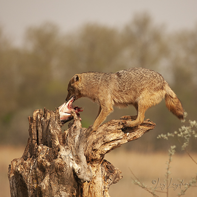 Female Golden Jackal stealing a fish