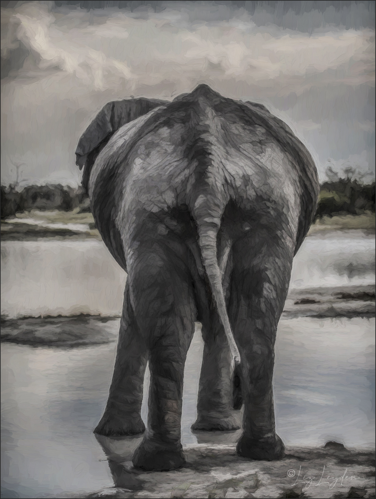 Rear view of an African Elephant at a waterhole