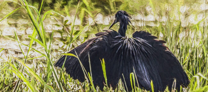 Black heron fishing