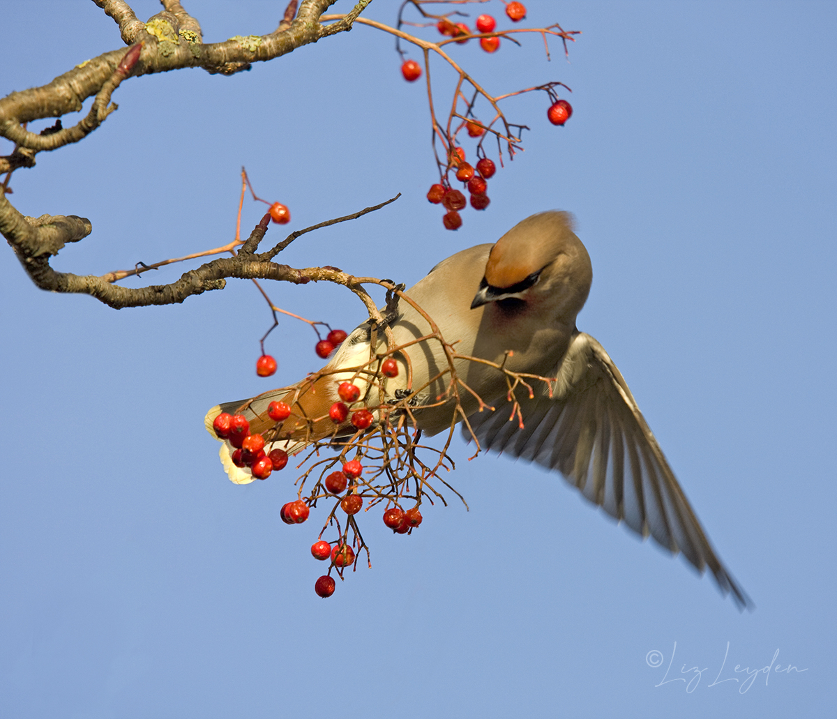 Bohemian Waxwing eating Rowans