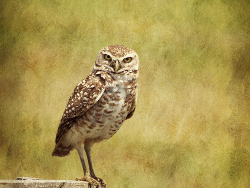 Burrowing Owl