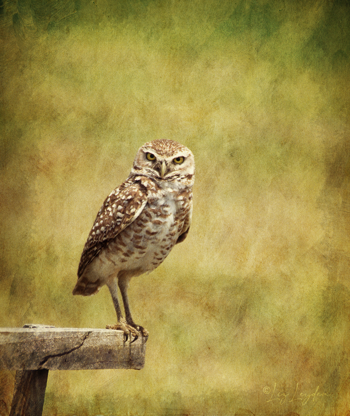 Burrowing Owl