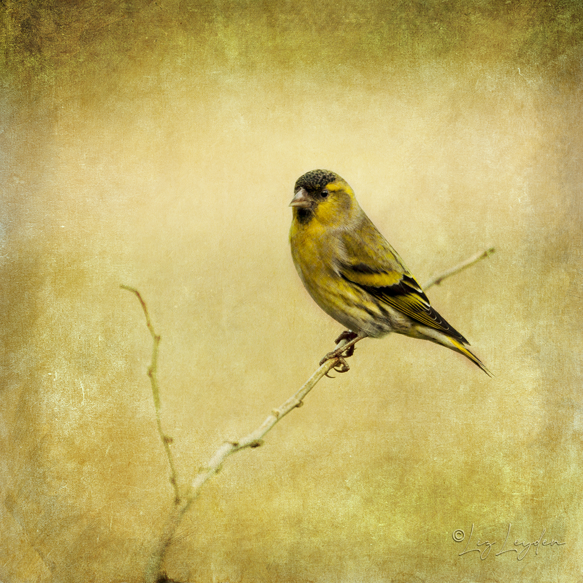 Eurasian Siskin