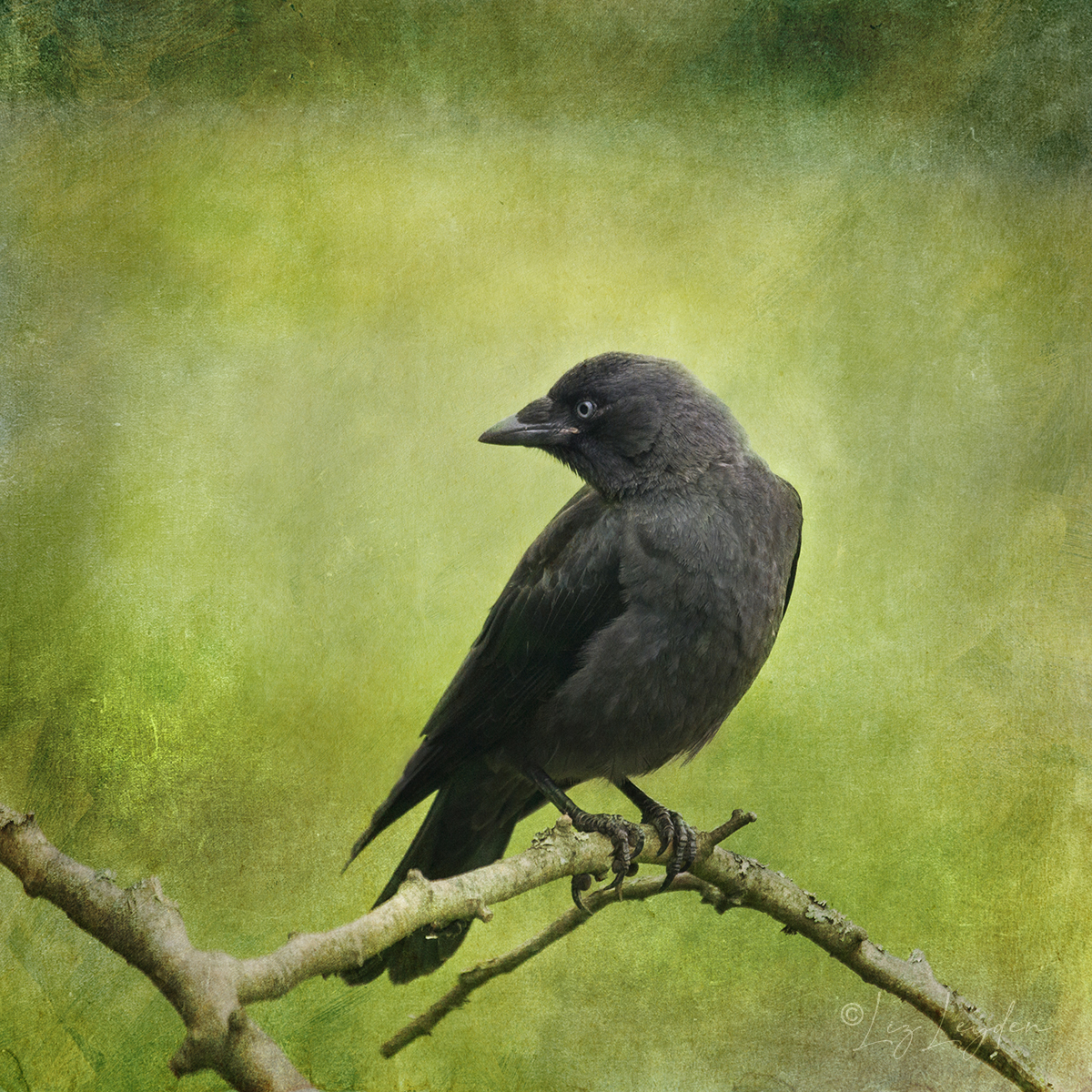 Young Jackdaw on branch