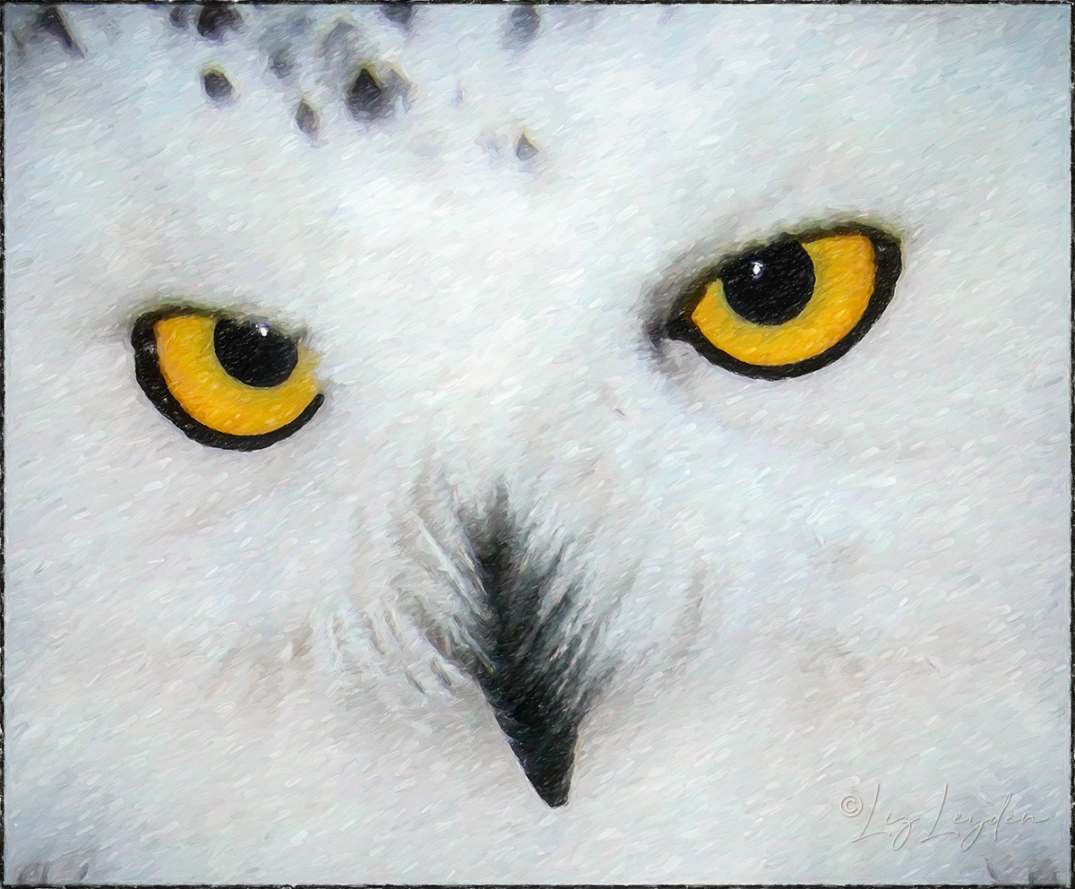 Snowy Owl Face