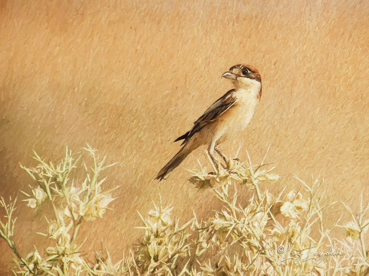 Woodchat Shrike