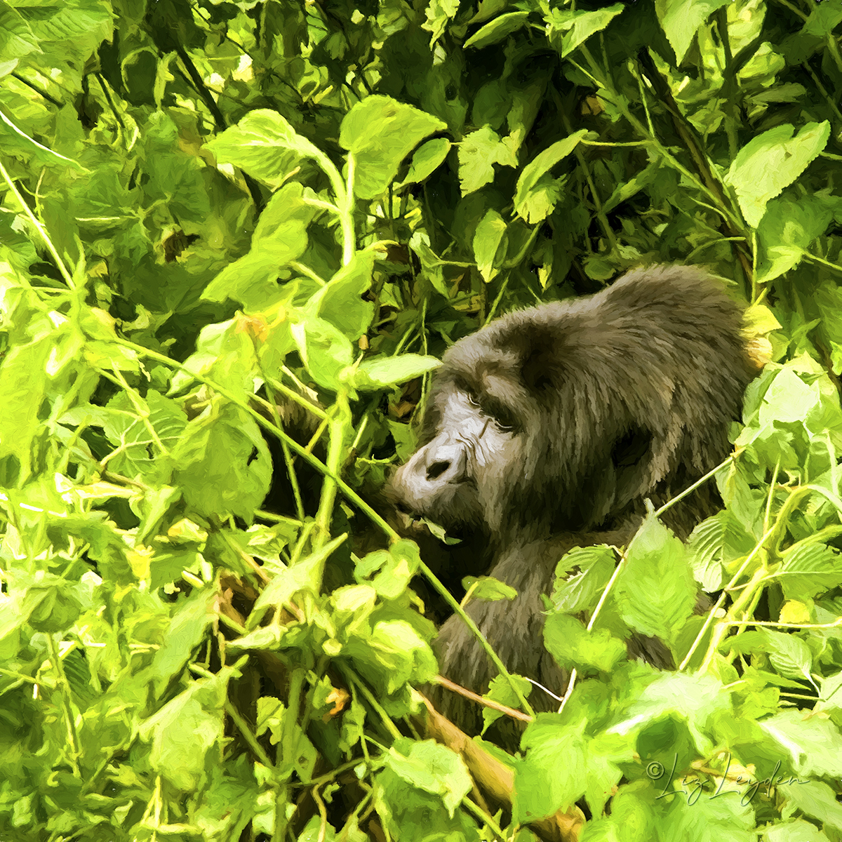 Mountain Gorilla head