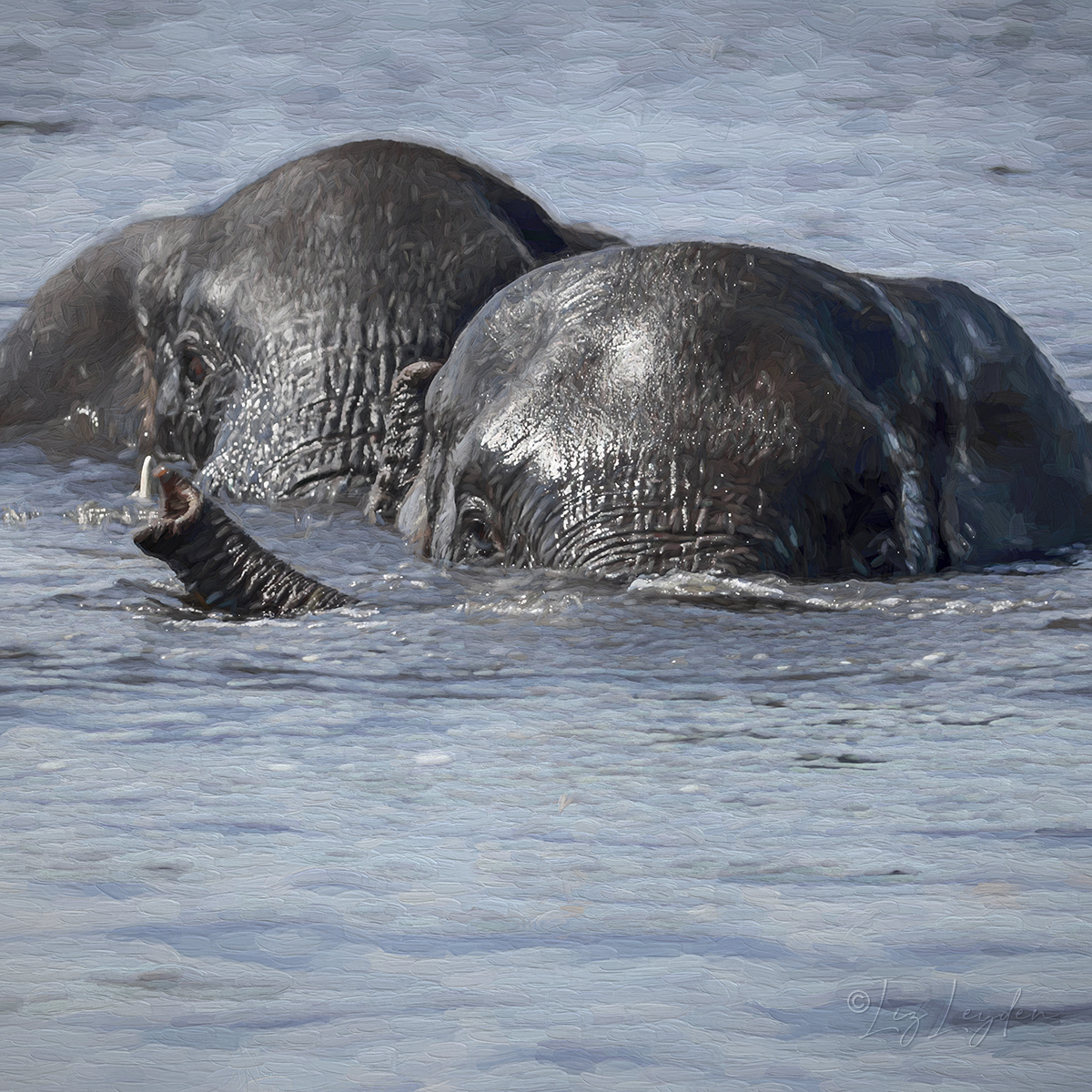 Two male African Elephants swimming