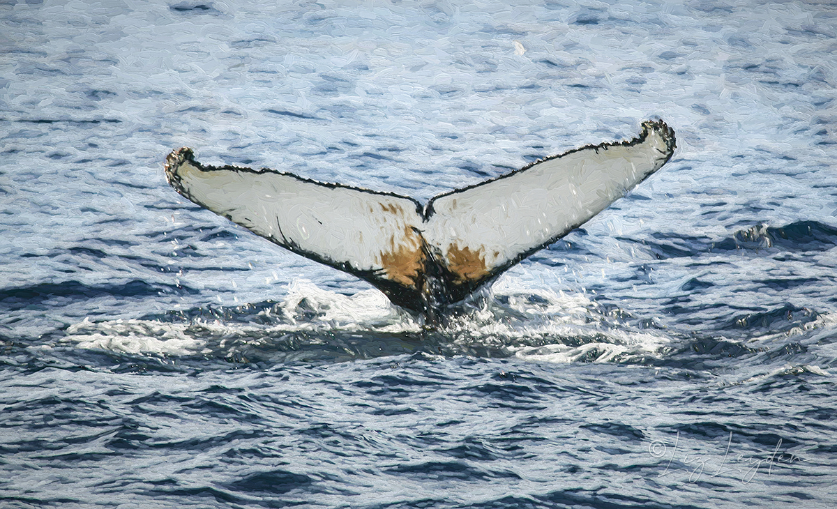 Humpback Whale's tail fluke
