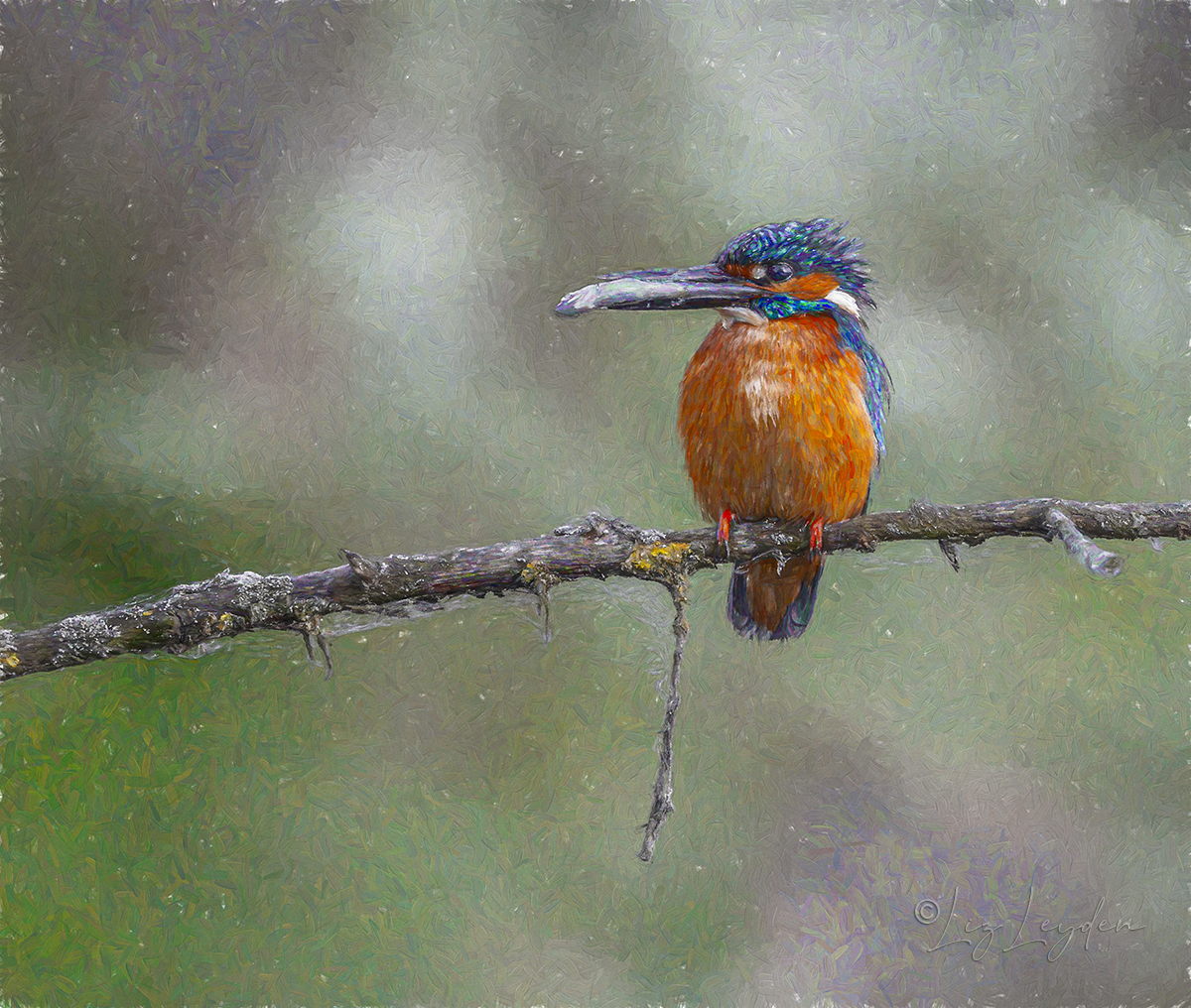 Male Kingfisher with fish