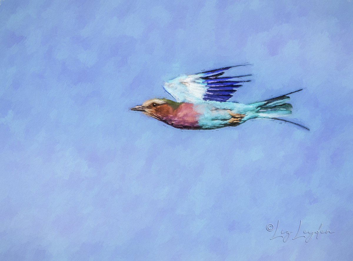 Lilac-breasted Roller, flying