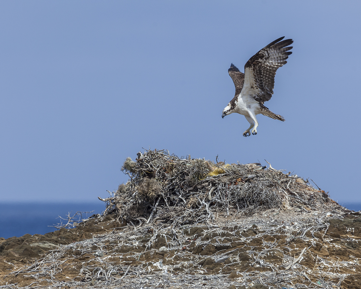 Osprey landing on nest