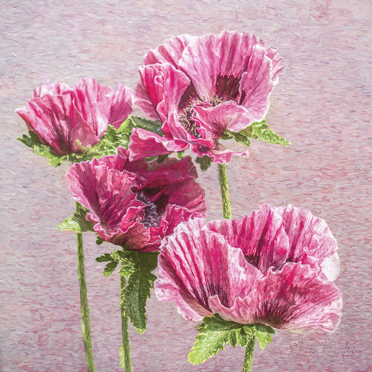 Patty's Plum Poppy