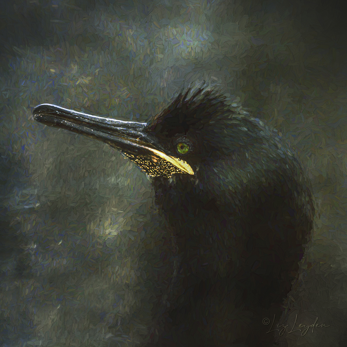 Dark portrait of a European Shag