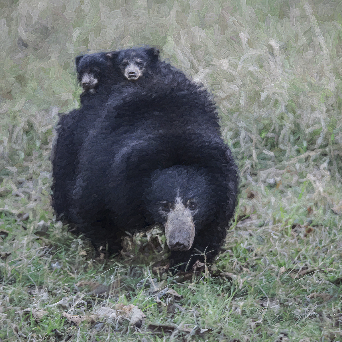 Sloth Bear and cubs