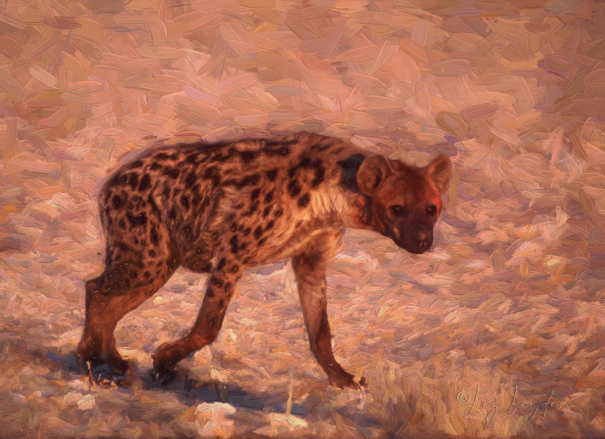 Spotted Hyaena walking