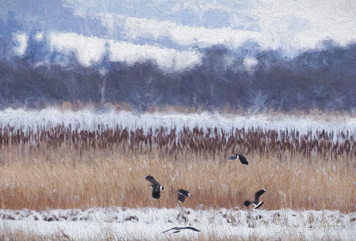 Northern Lapwings in a winter landscape