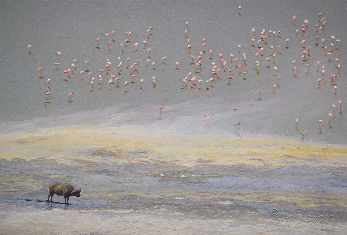 Buffalo and Flamingos