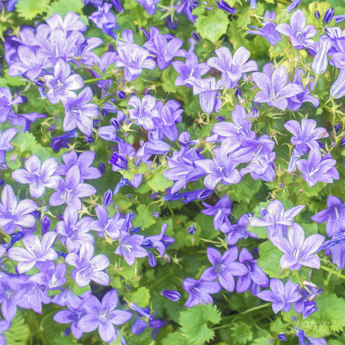 Campanula carpatica