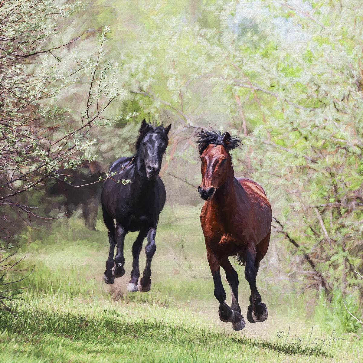 Danube Delta Wild Horses