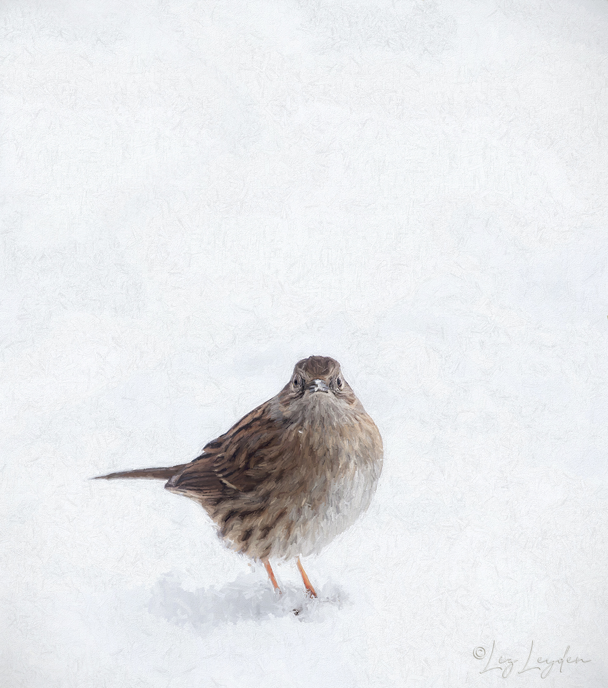 A Dunnock with its feet in snow