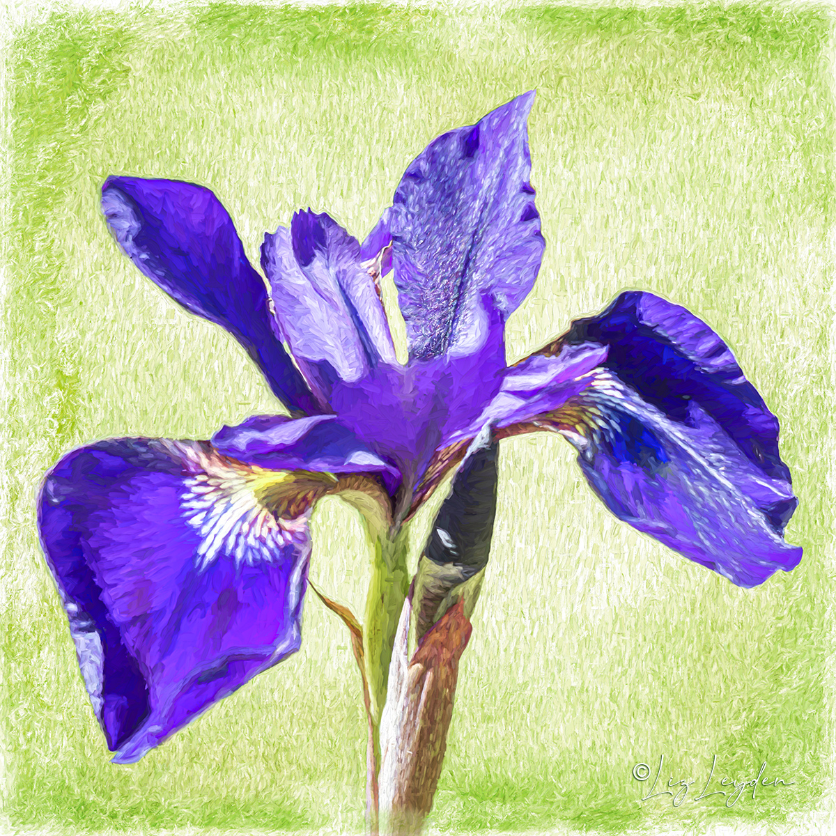 Japanese Water Iris