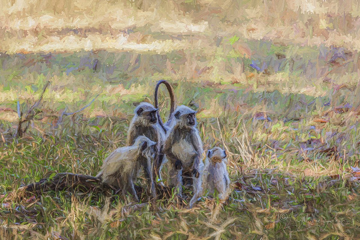 Grey Langur monkeys