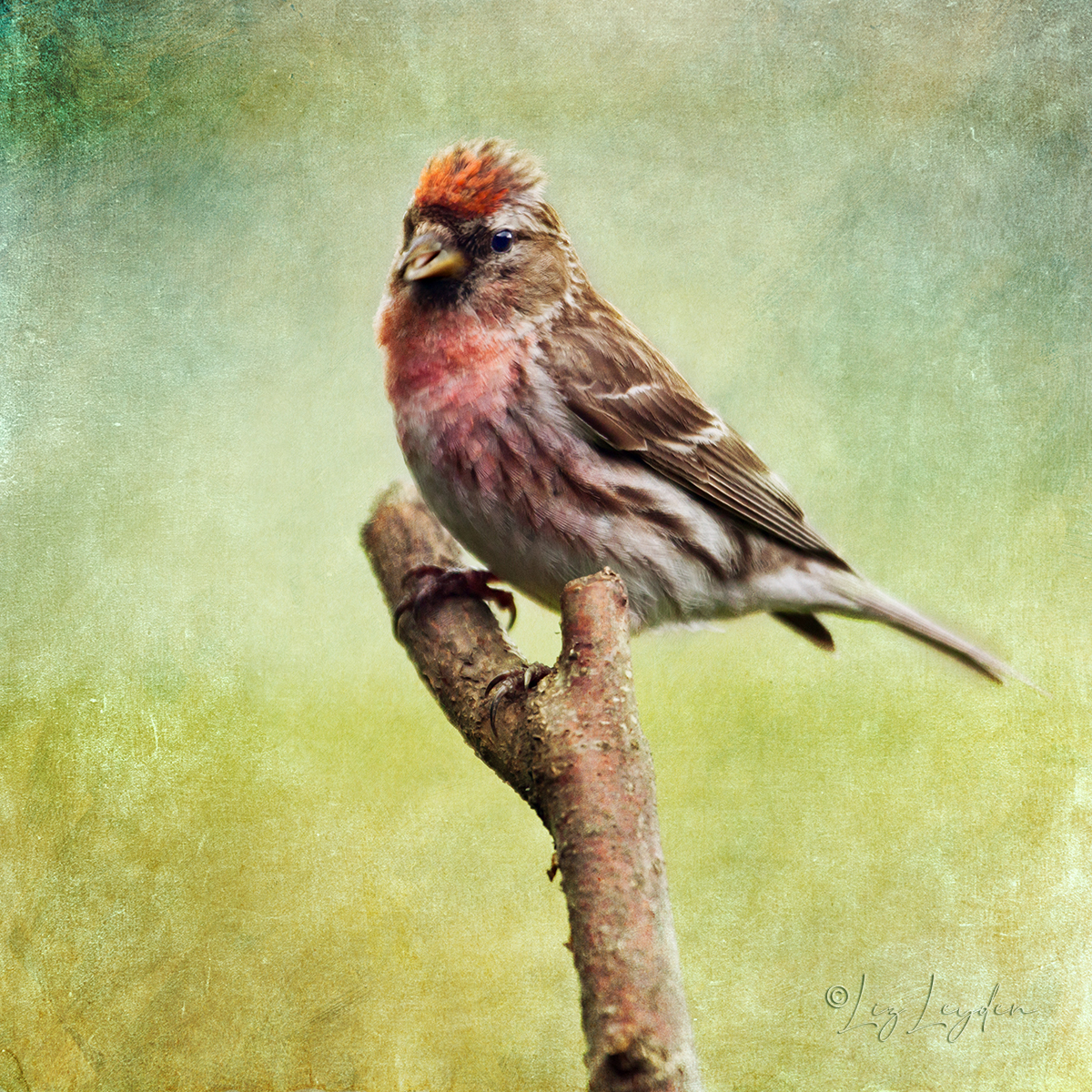 Lesser Redpoll