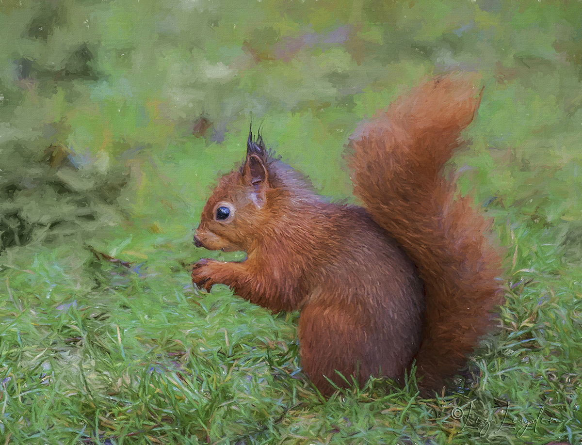 Red Squirrel