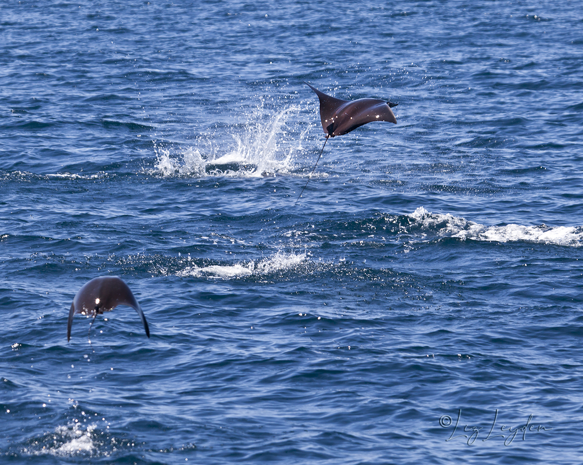 Two Smoothtail Mobulas breaching