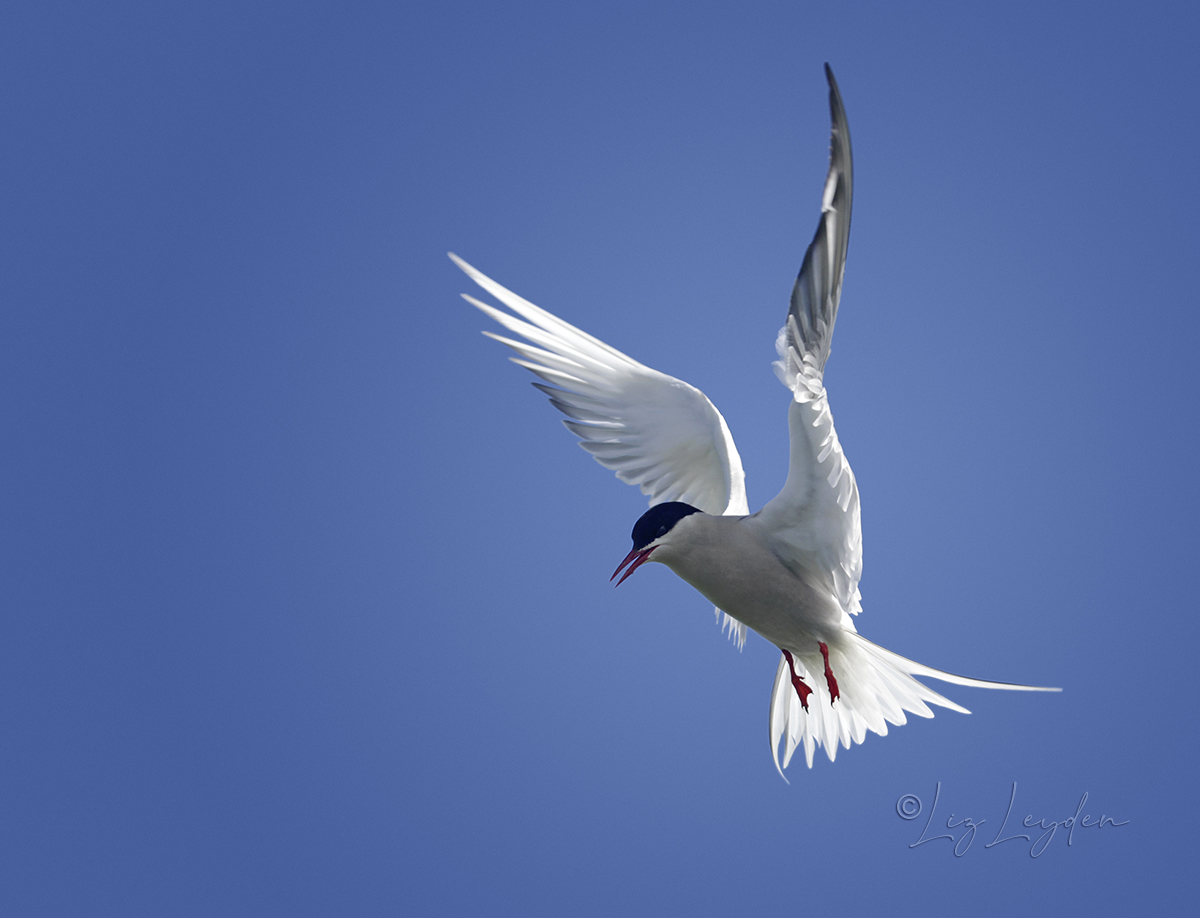 Arctic Tern hovering; Farne Islands, England