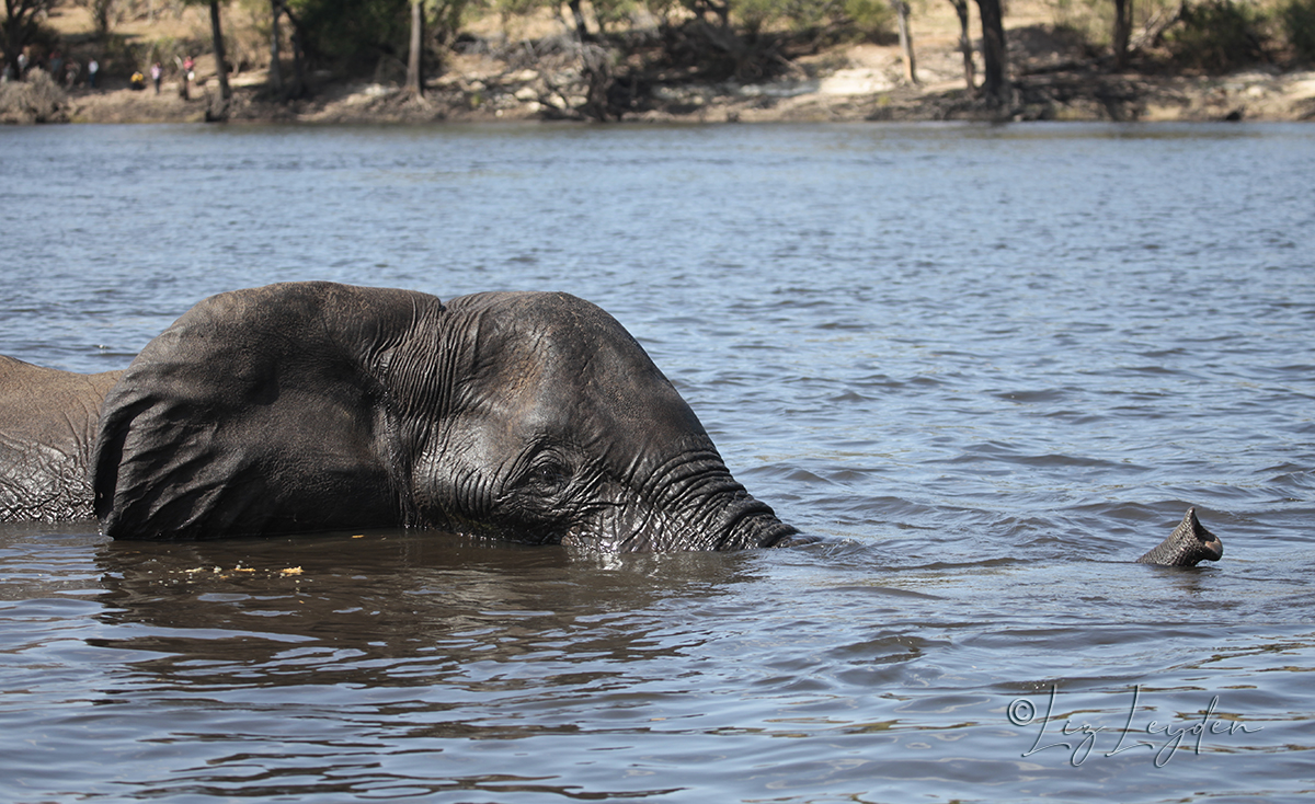 Wild African Elephant, snorkelling