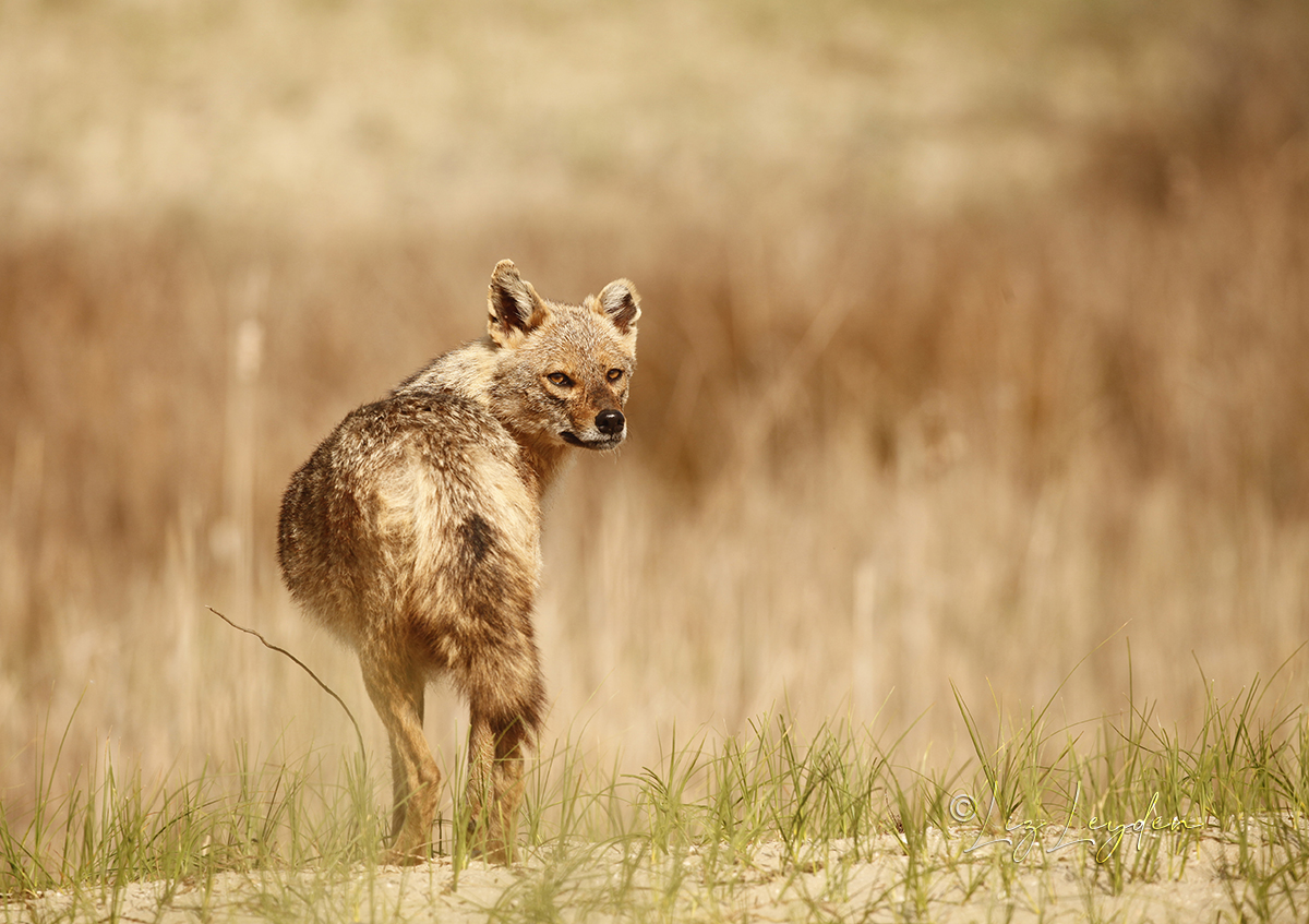 A Golden Jackal looking back over her shoulder