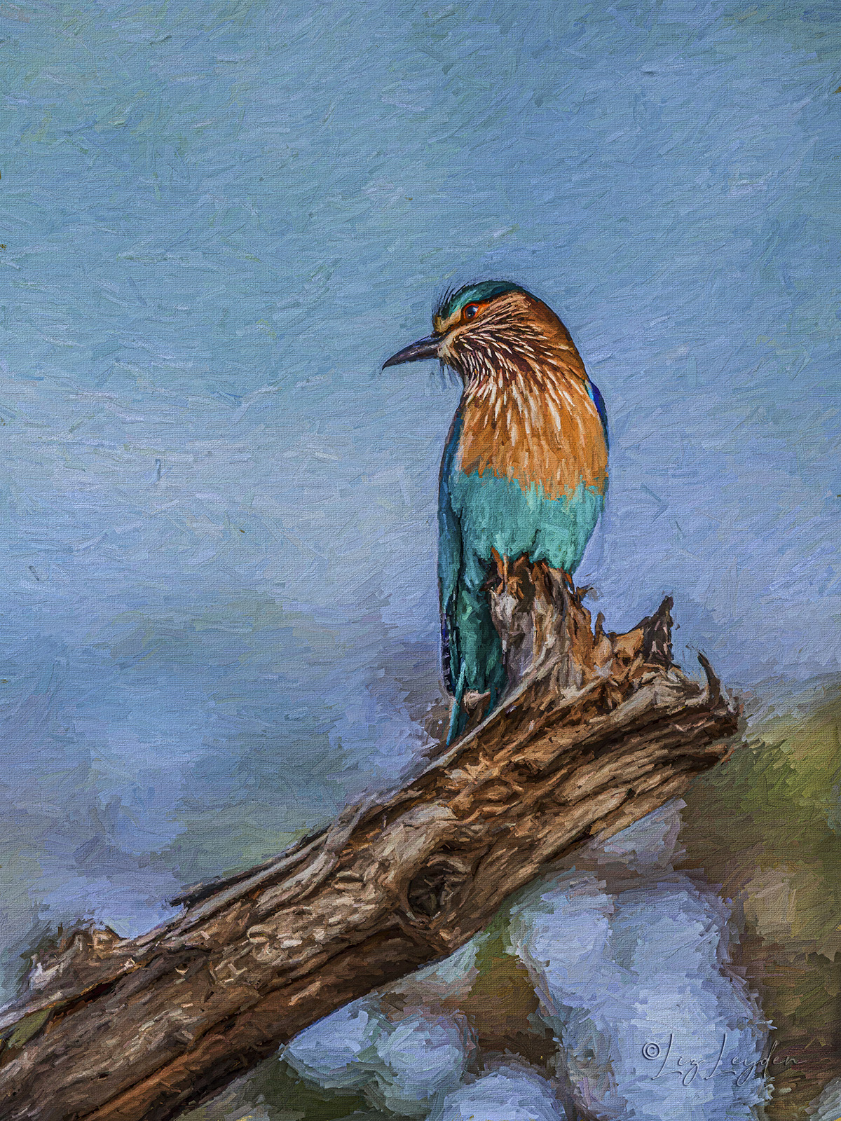 Indian Roller