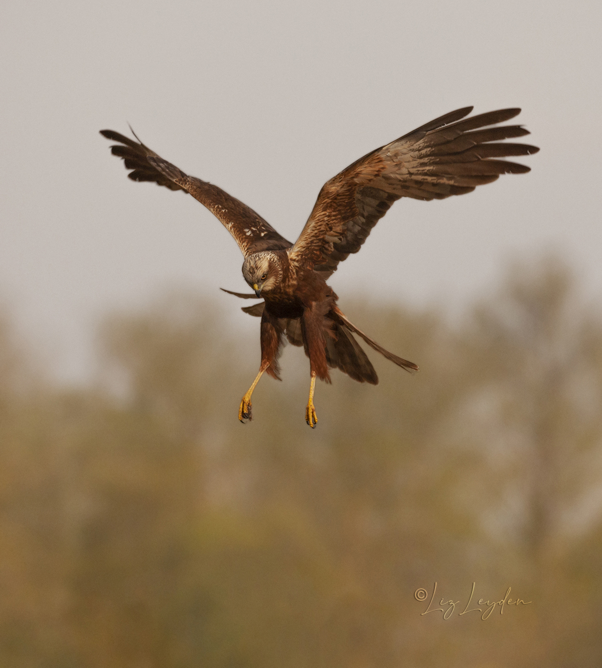 A Marsh Harrier hovering