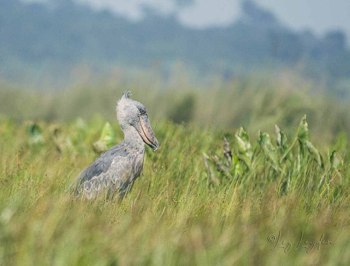 A Shoebill