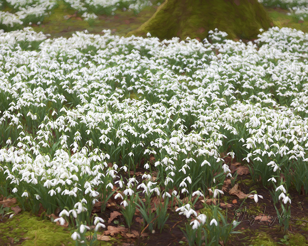 Masses of Galanthus snowdrops