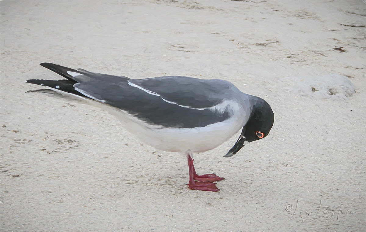 Swallow-tailed Gull