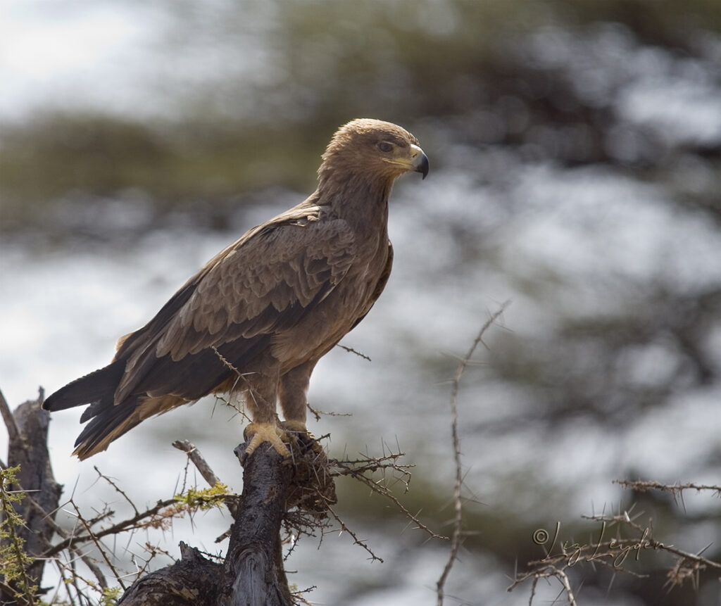 Tawny Eagle – Liz's World