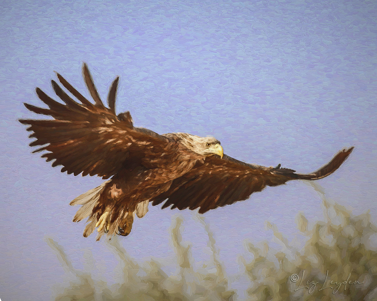 White-tailed Eagle in flight