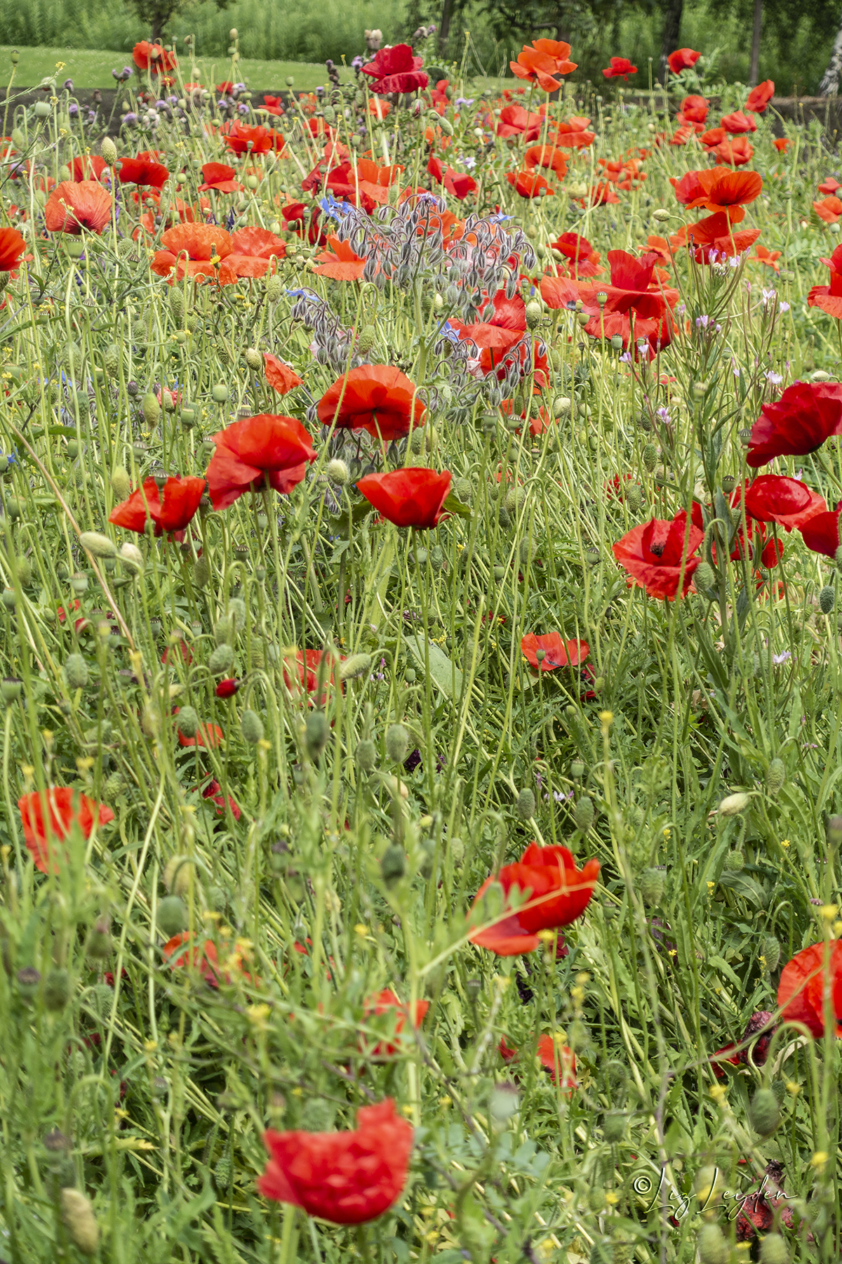 Wildflower meadow