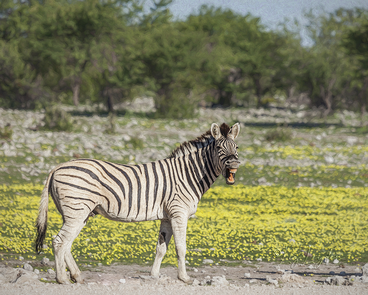 A laughing Burchell's Zebra