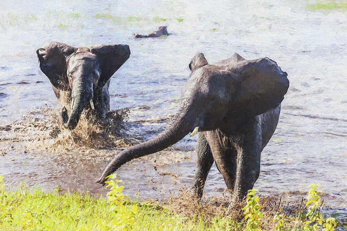 Two African Elephants leaving the Chobe River, Botswana