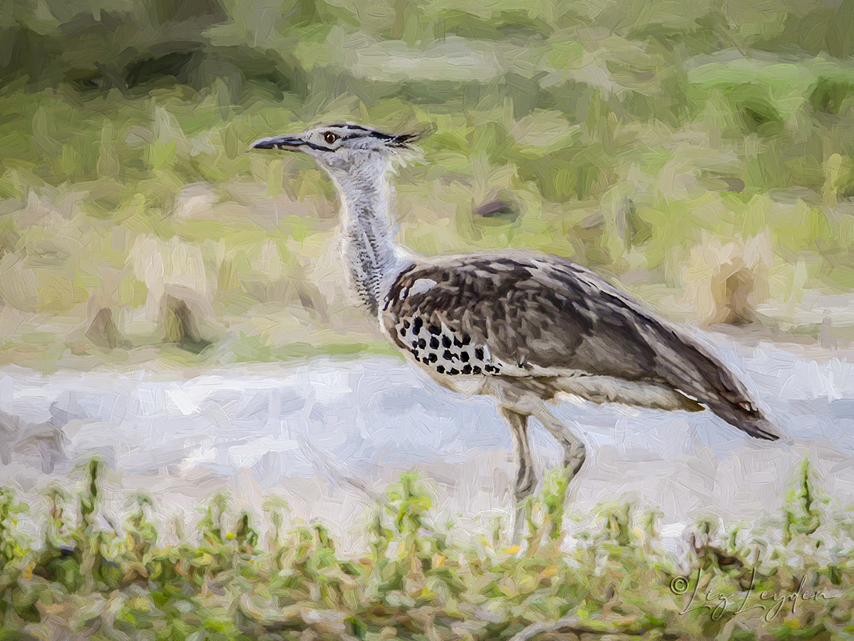 A Kori Bustard in profile