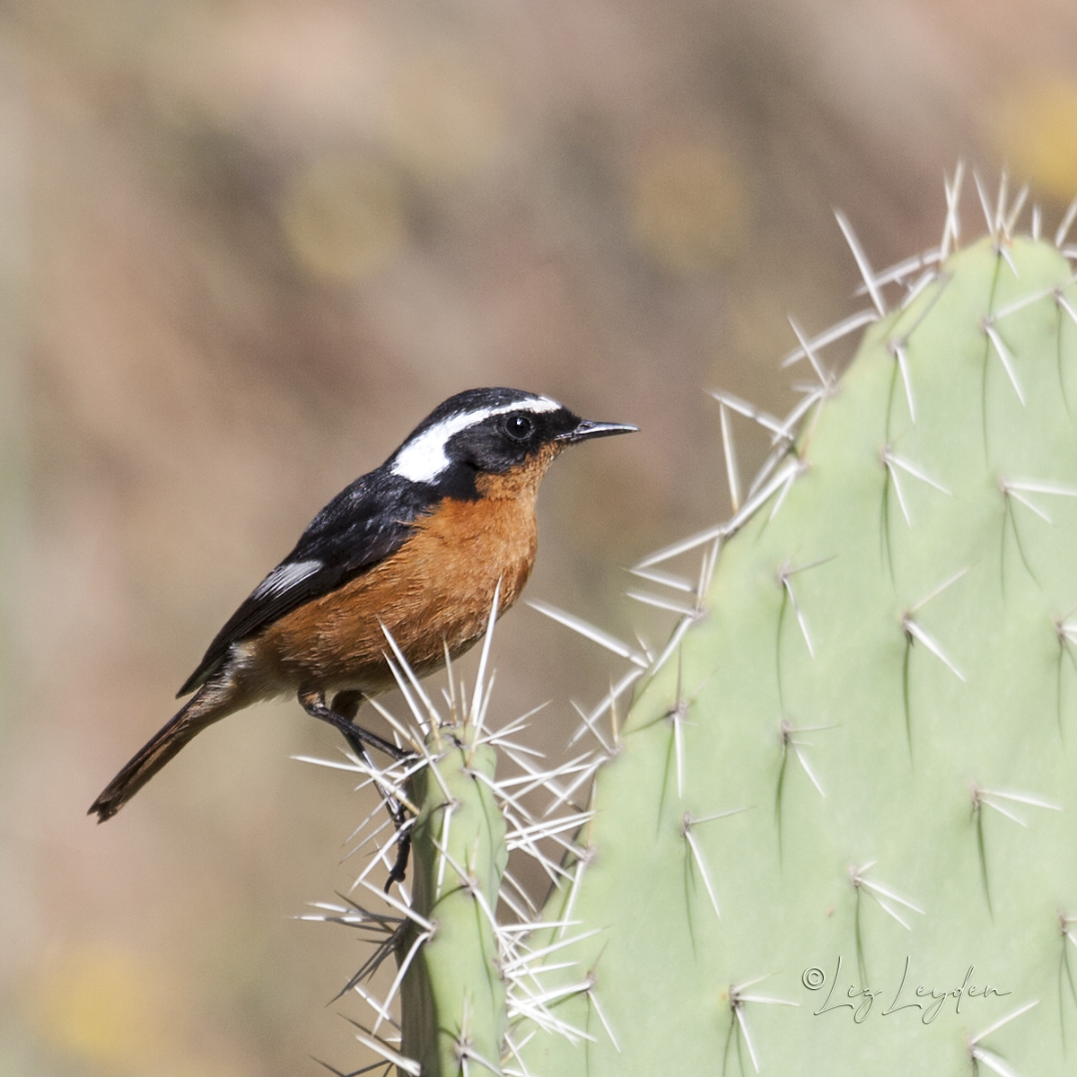 Moussier's Redstart on Cactus