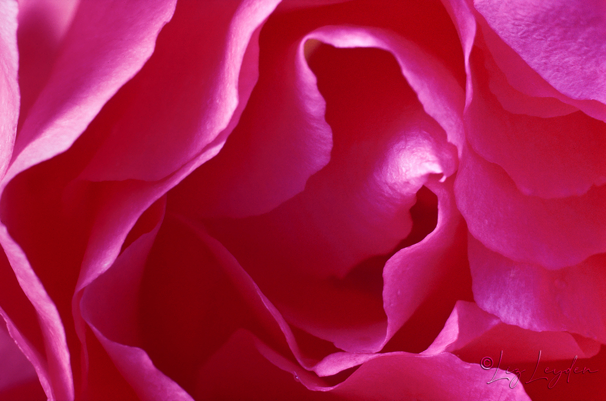 Macro of a Pink Rose