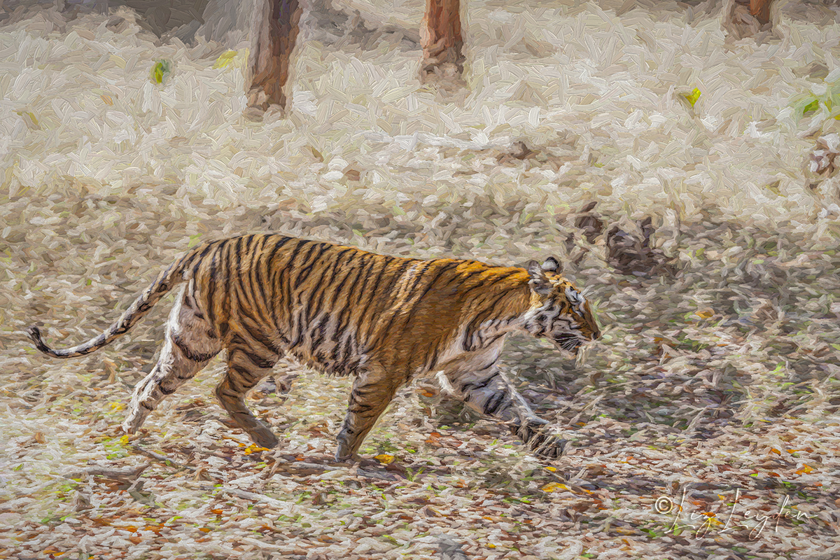 Bengl Tiger, walking